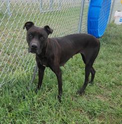 Shelter Stray Female Dog last seen Near 11th Avenue S, GREAT FALLS, MT, 59405, Great Falls, MT 59401