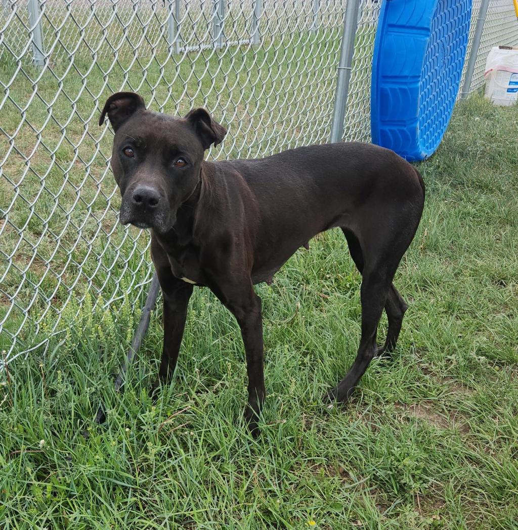 Shelter Stray Female Dog last seen Near 11th Avenue S, GREAT FALLS, MT, 59405, Great Falls, MT 59401