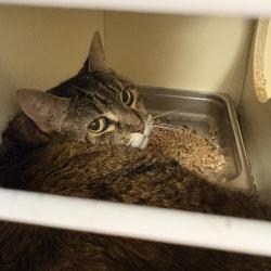 Shelter Stray Female Cat last seen Near S Hackberry Lane, Magna Township, UT, 84044, Taylorsville, UT 84123