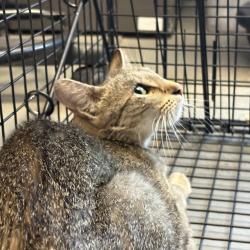 Shelter Stray Female Cat last seen Near S Concord Street, SALT LAKE CITY, UT, 84104, Taylorsville, UT 84123