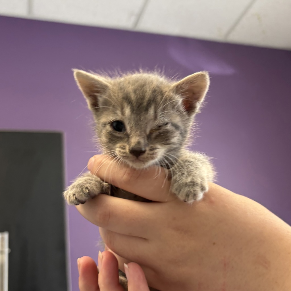 Shelter Stray Female Cat last seen Near S Concord Street, SALT LAKE CITY, UT, 84104, 511 W 3900 S, Salt Lake City, UT 84123, USA