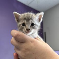 Shelter Stray Female Cat last seen Near S Concord Street, SALT LAKE CITY, UT, 84104, Taylorsville, UT 84123