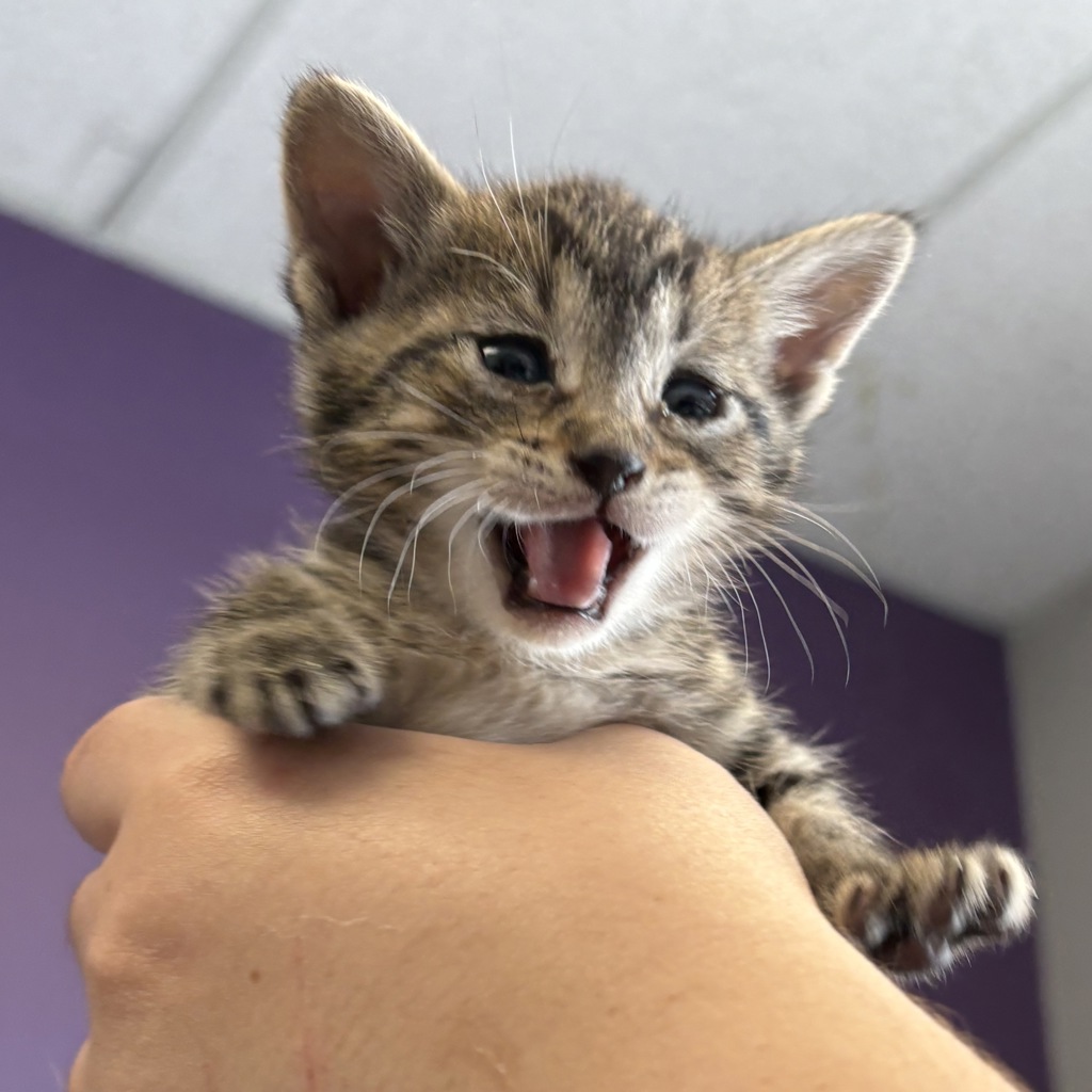 Shelter Stray Female Cat last seen Near S Concord Street, SALT LAKE CITY, UT, 84104, 511 W 3900 S, Salt Lake City, UT 84123, USA