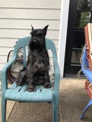 Reunited Female Dog last seen Andresen , Vancouver, WA 98664