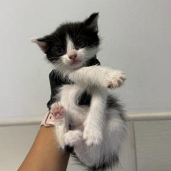 Shelter Stray Female Cat last seen Near Morrison Street, San Diego, CA, 92102, San Diego, CA 92110