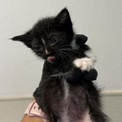 Shelter Stray Female Cat last seen Near Morrison Street, San Diego, CA, 92102, San Diego, CA 92110