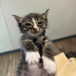 Shelter Stray Male Cat last seen Near Morrison Street, San Diego, CA, 92102, San Diego, CA 92110