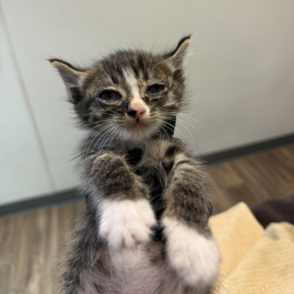 Shelter Stray Male Cat last seen Near Morrison Street, San Diego, CA, 92102, San Diego, CA 92110