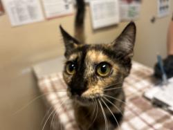 Shelter Stray Female Cat last seen Near Kirmar Place, Oceanside, CA, 92054, Oceanside, CA 92058