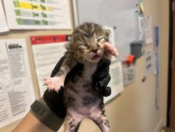 Shelter Stray Female Cat last seen Near Kirmar Place, Oceanside, CA, 92054, Oceanside, CA 92058