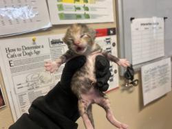 Shelter Stray Female Cat last seen Near Kirmar Place, Oceanside, CA, 92054, Oceanside, CA 92058