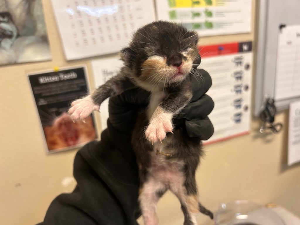 Shelter Stray Female Cat last seen Near Kirmar Place, Oceanside, CA, 92054, Oceanside, CA 92058