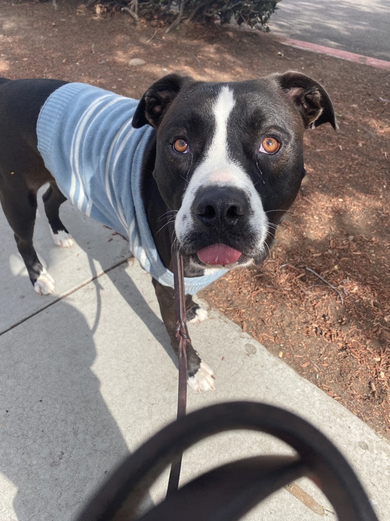 Shelter Stray Male Dog last seen 16th Street, San Diego, CA, 92101, San Diego, CA 92110