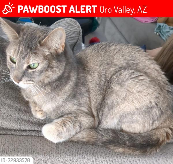 Lost Female Cat last seen Near north wild creek drive, Oro Valley, AZ 85742