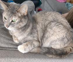 Lost Female Cat last seen Near north wild creek drive, Oro Valley, AZ 85742