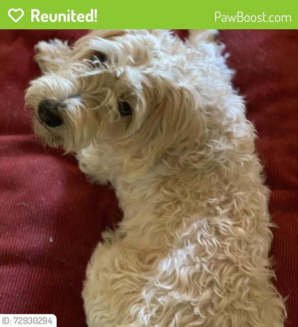 Reunited Male Dog last seen Snowden, Los Angeles, CA 91331