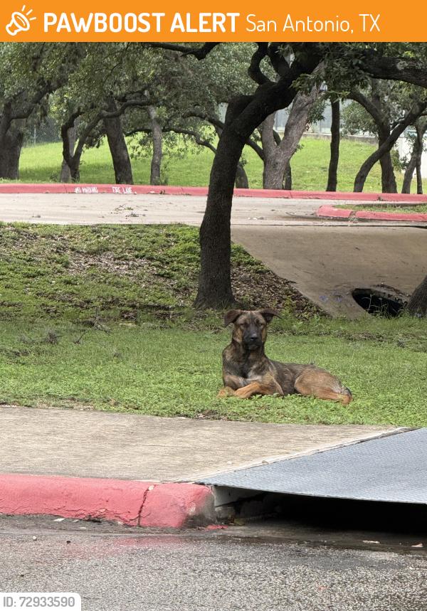 Found/Stray Unknown Dog last seen Connelly Middle School, San Antonio, TX 78250