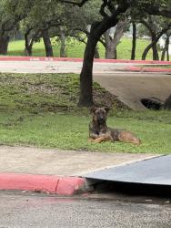 Found/Stray Unknown Dog last seen Connelly Middle School, San Antonio, TX 78250
