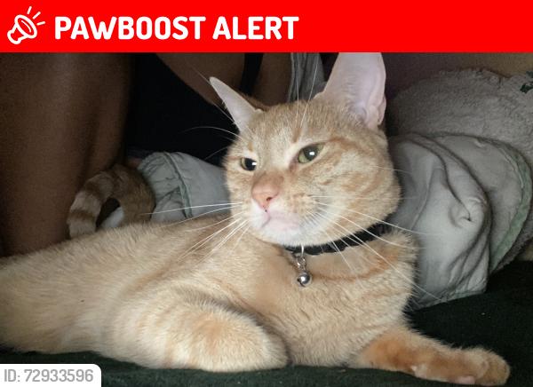 Lost Female Cat last seen Losner Park 11851 SW 188th St Miami, FL  33177United States, South Miami Heights, FL 33177