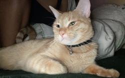 Lost Female Cat last seen Losner Park 11851 SW 188th St Miami, FL  33177United States, South Miami Heights, FL 33177