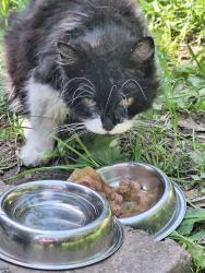 Reunited Unknown Cat last seen Fatherless Barn, West Midlands, England B63