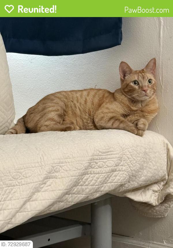 Reunited Male Cat last seen Washington Pl. and Matteson Ave., Los Angeles, CA 90066