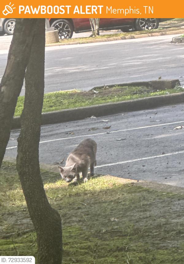 Found/Stray Male Cat last seen Memphis Zoo Parking Lot, Memphis, TN 38112