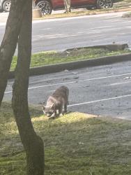 Found/Stray Male Cat last seen Memphis Zoo Parking Lot, Memphis, TN 38112