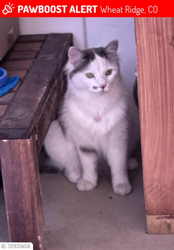 Lost Female Cat last seen Applewood village wheat ridge, Wheat Ridge, CO 80033