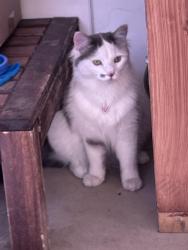 Lost Female Cat last seen Applewood village wheat ridge , Wheat Ridge, CO 80033