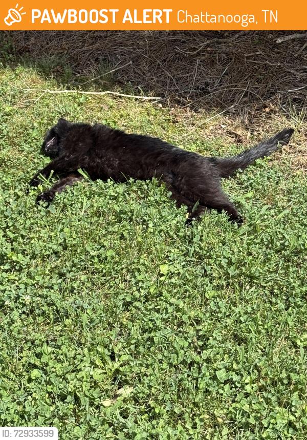 Found/Stray Unknown Cat last seen Old Dayton Pike/Pitts Rd, Falling Water, Chattanooga, TN 37343