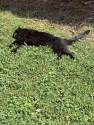 Found/Stray Unknown Cat last seen Old Dayton Pike/Pitts Rd, Falling Water, Chattanooga, TN 37343