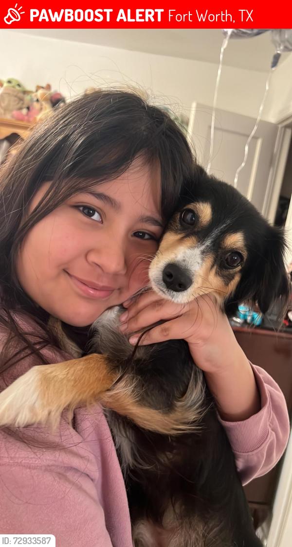 Lost Female Dog last seen Beach st and Broadway st , Fort Worth, TX 76111