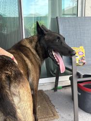Reunited Male Dog last seen Kismet Pkwy E, Cape Coral, FL 33909