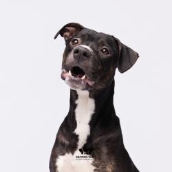 Shelter Stray Female Dog last seen , Tampa, FL 33607