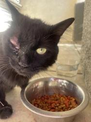 Found/Stray Male Cat last seen 47th st w and ave k by Endeavor Middle School , Lancaster, CA 93536