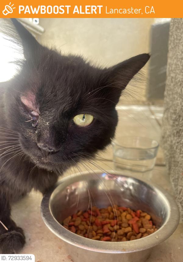 Found/Stray Male Cat last seen 47th st w and ave k by Endeavor Middle School , Lancaster, CA 93536