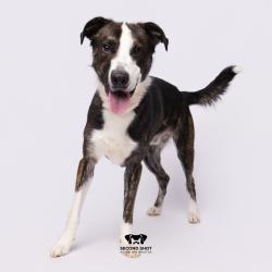 Shelter Stray Male Dog last seen , Tampa, FL 33607
