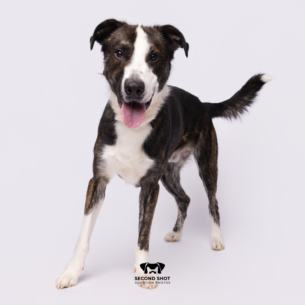 Shelter Stray Male Dog last seen , 3607 N Armenia Ave, Tampa, FL 33607, USA