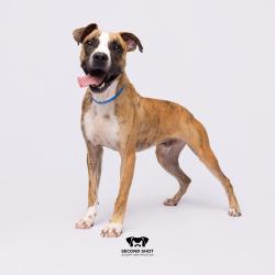Shelter Stray Male Dog last seen , Tampa, FL 33607