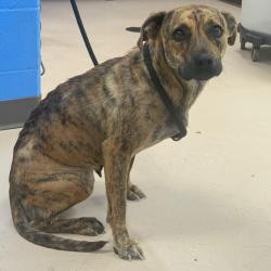 Shelter Stray Female Dog last seen , Pine Bluff, AR 71601