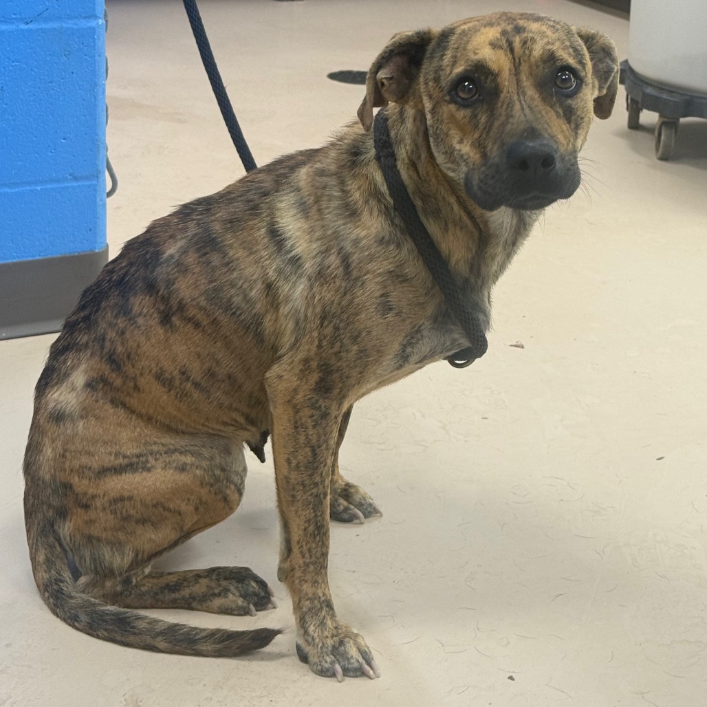 Shelter Stray Female Dog last seen , Pine Bluff, AR 71601