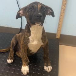 Shelter Stray Male Dog last seen , Pine Bluff, AR 71601