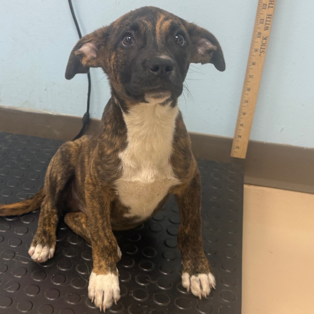 Shelter Stray Male Dog last seen , Pine Bluff, AR 71601