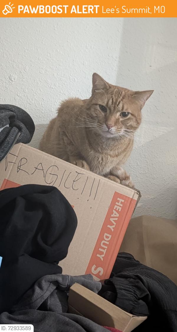 Found/Stray Male Cat last seen 3rd and Murray , Lee's Summit, MO 64081