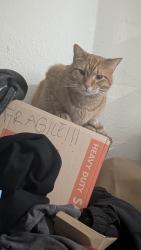 Found/Stray Male Cat last seen 3rd and Murray , Lee's Summit, MO 64081