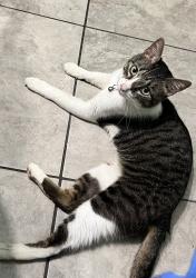 Lost Male Cat last seen Donut world , Corpus Christi, TX 78404