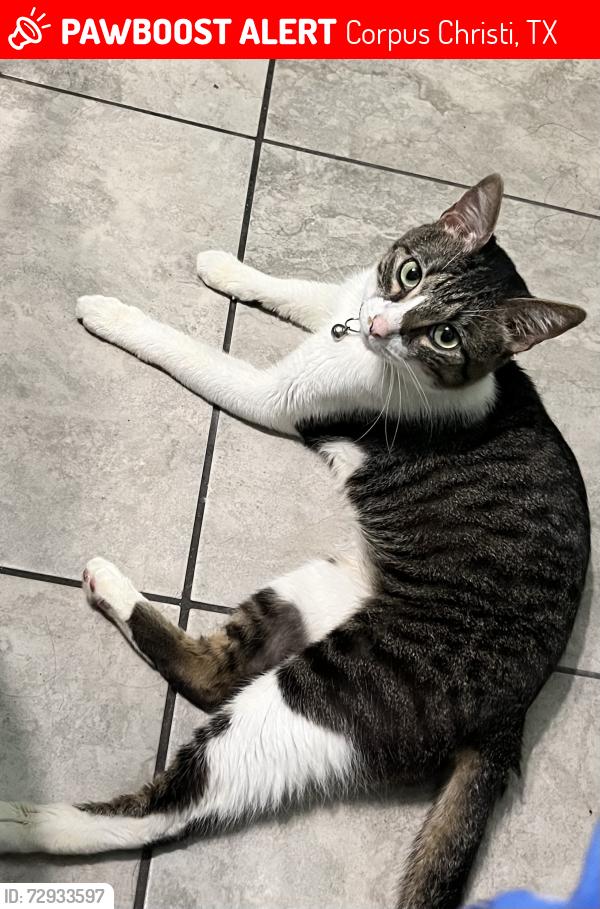 Lost Male Cat last seen Donut world , Corpus Christi, TX 78404