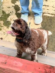 Reunited Male Dog last seen Summit Chase subdivision, Gainesville, GA 30503