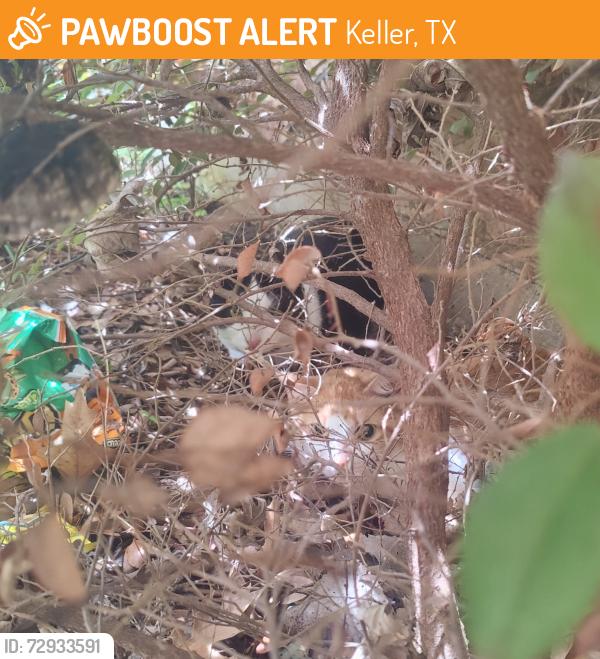 Found/Stray Unknown Cat last seen Keller Middle School, Keller, TX 76248